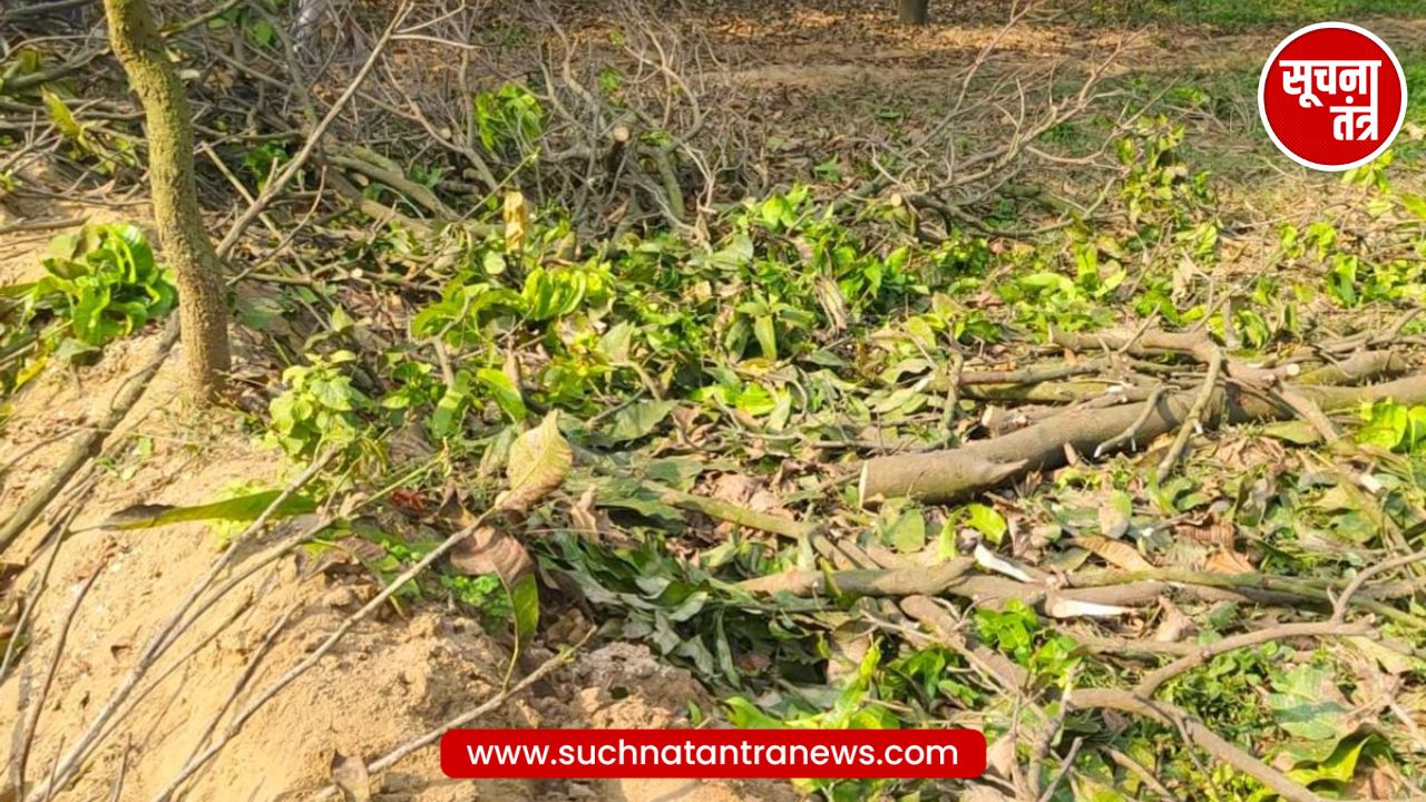 अमरोहा में आम के पेड़ों की अवैध कटाई, IPS अधिकारी समेत कई लोग नामजद